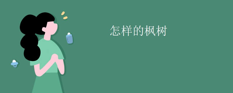 怎样的枫树