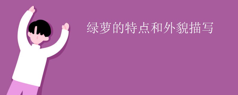 绿萝的特点和外貌描写