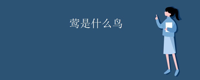 莺是什么鸟