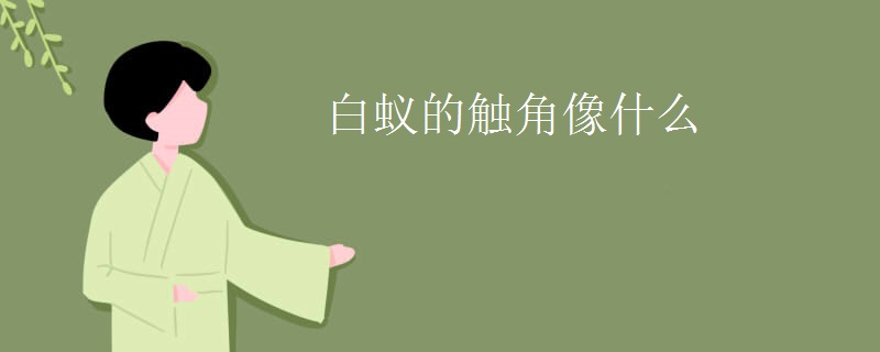 白蚁的触角像什么