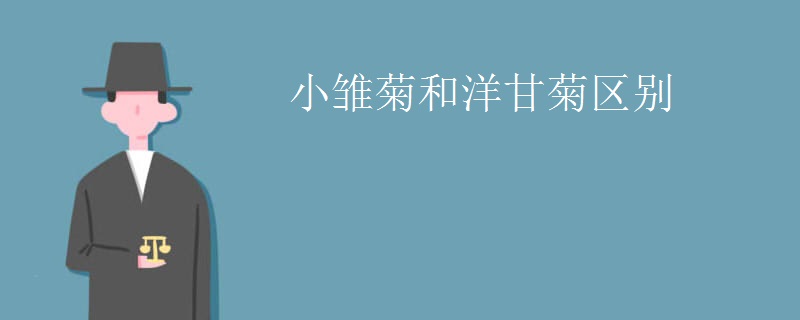 小雏菊和洋甘菊区别