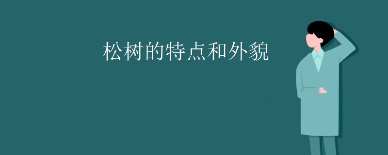松树的特点和外貌