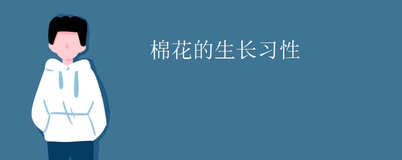 棉花的生长习性