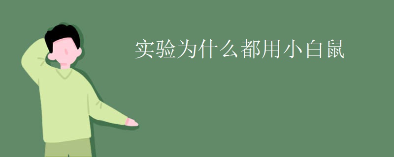 实验为什么都用小白鼠