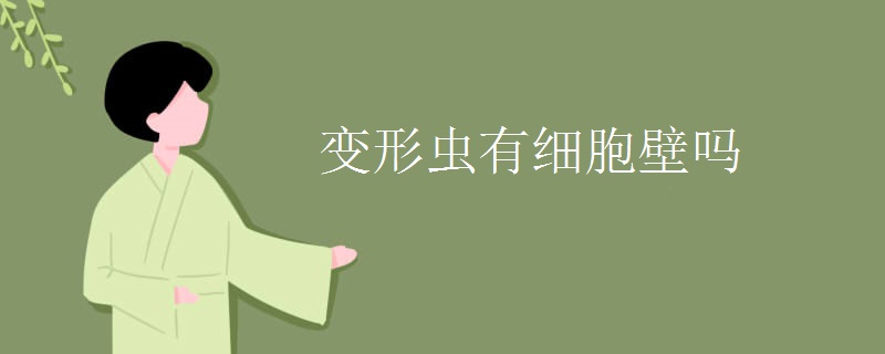 变形虫有细胞壁吗