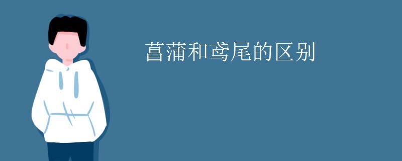 菖蒲和鸢尾的区别