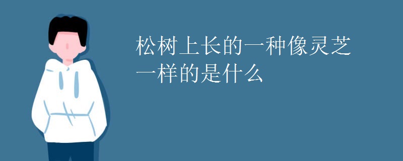 松树上长的一种像灵芝一样的是什么