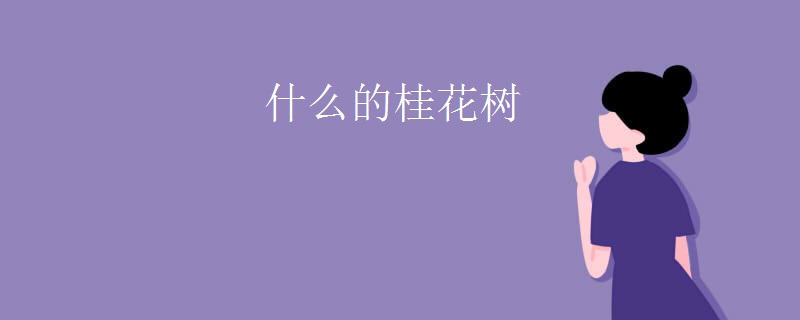 什么的桂花树