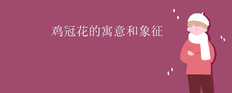 鸡冠花的寓意和象征