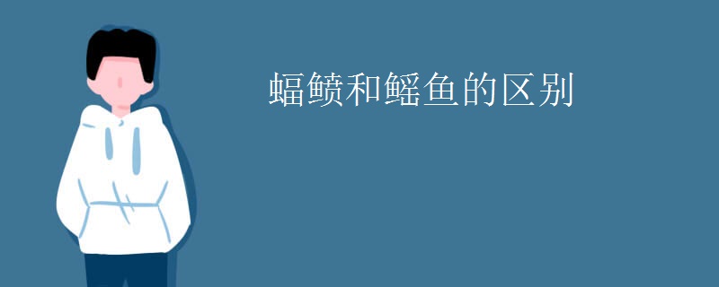 蝠鲼和鳐鱼的区别