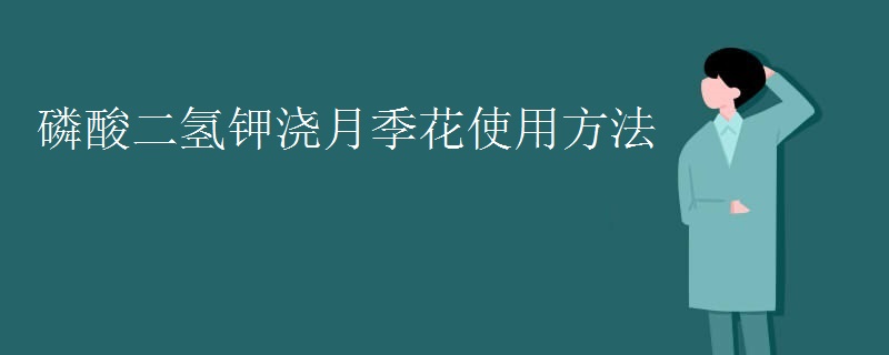 磷酸二氢钾浇月季花使用方法