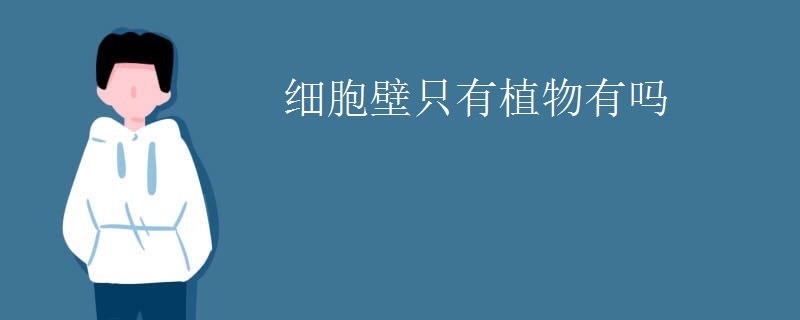 细胞壁只有植物有吗