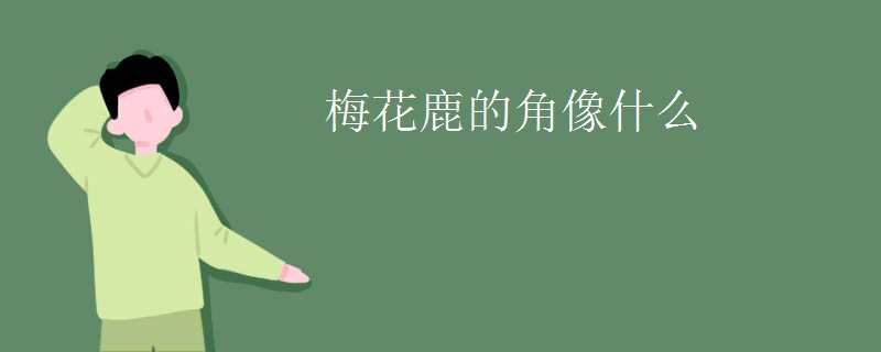 梅花鹿的角像什么