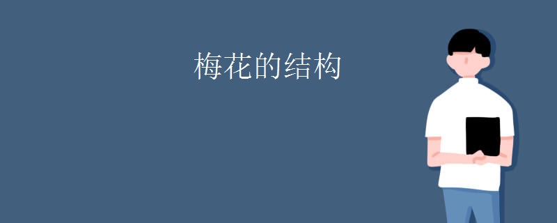 梅花的结构
