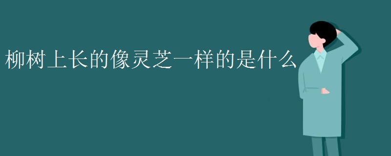 柳树上长的像灵芝一样的是什么