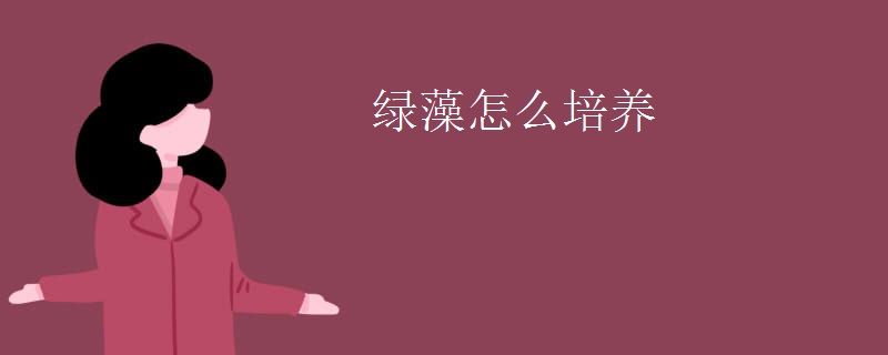 绿藻怎么培养